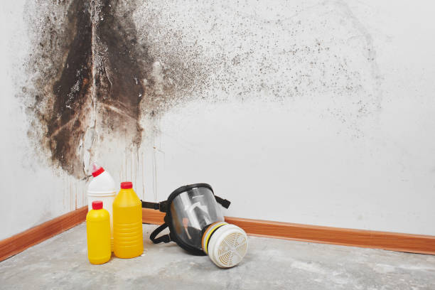  Presidio, TX Mold Removal Pros