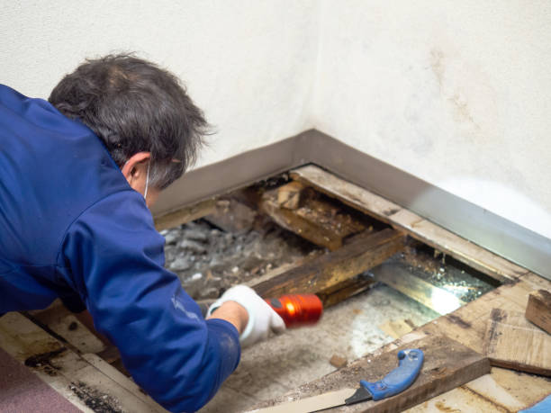 Best Mold Removal and Inspection  in Presidio, TX