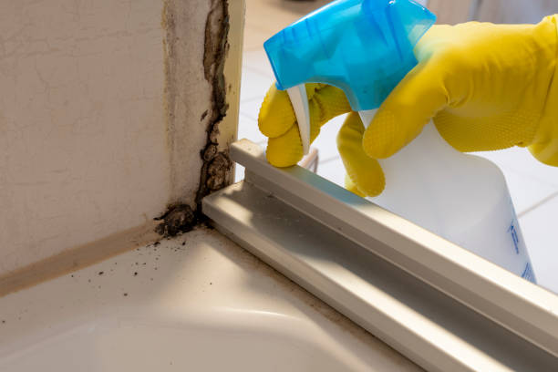 Mold Removal and Inspection in Presidio, TX