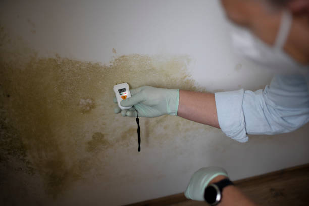 Home Mold Removal in Presidio, TX