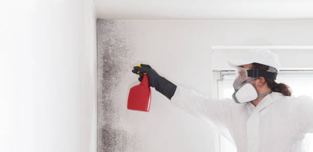 Best Residential Mold Removal  in Presidio, TX