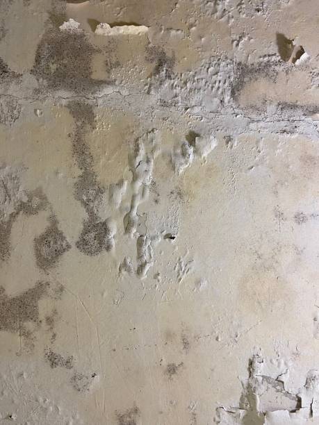 Best Mold Damage Repair  in Presidio, TX