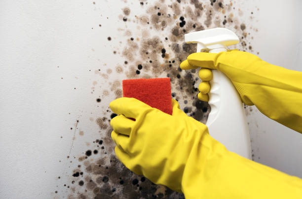 Best Mold Damage Repair  in Presidio, TX