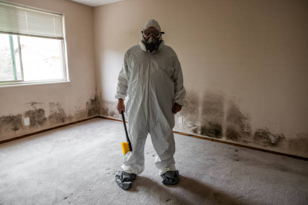 Best Toxic Mold Removal  in Presidio, TX