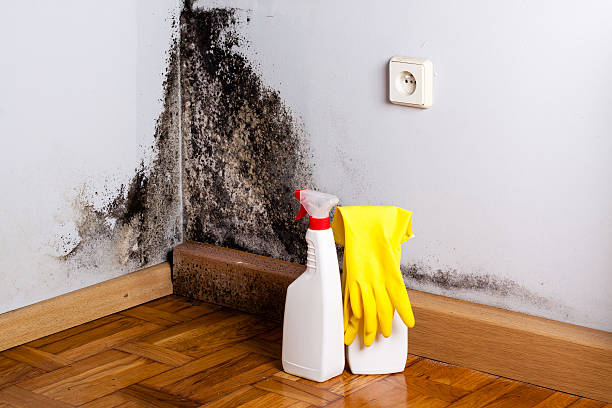 Best Mold Remediation Experts  in Presidio, TX