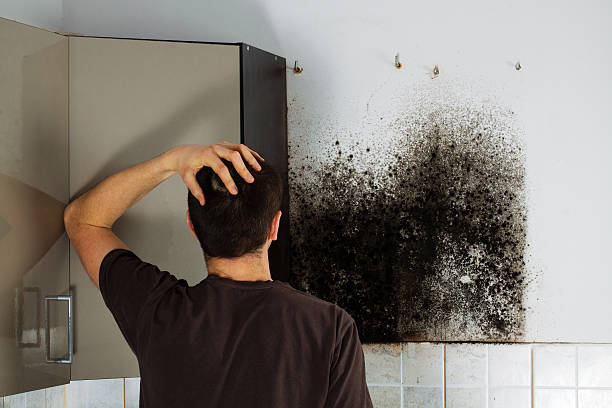 Best Mold Remediation  in Presidio, TX