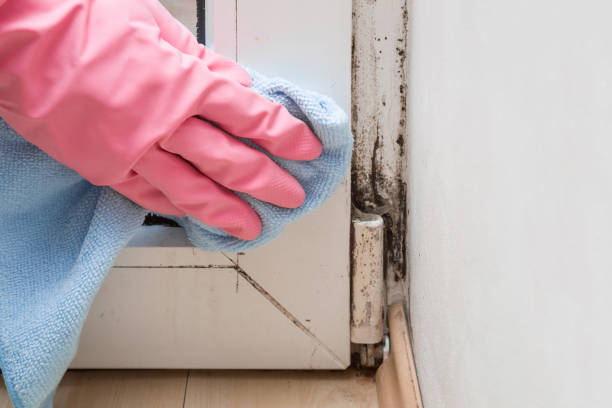 Best Attic Mold Removal  in Presidio, TX