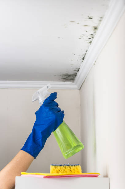 Best Home Mold Removal  in Presidio, TX