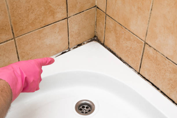Best Mold Cleaning Services  in Presidio, TX