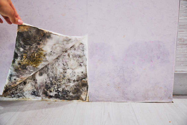 Best Fast Mold Removal  in Presidio, TX